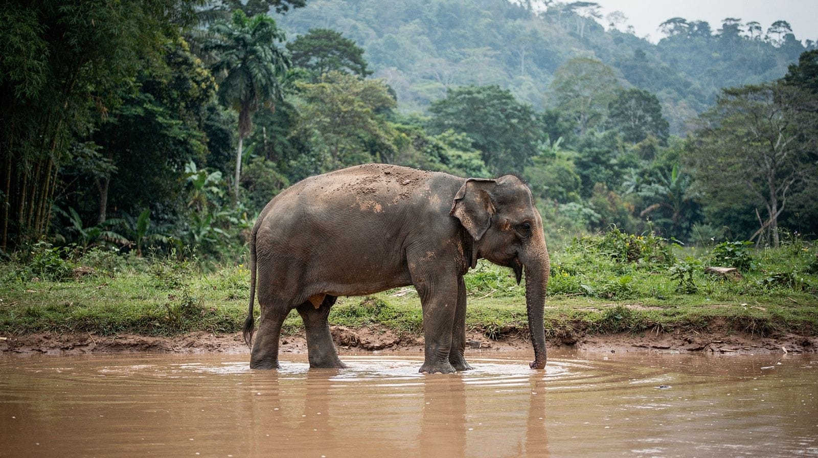 Chiang Mai: Elephant Jungle Sanctuary with Lunch & Transfer